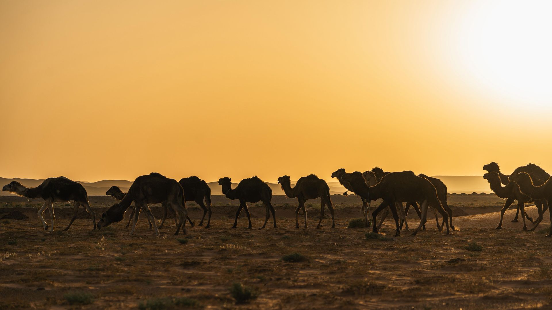 La silueta de una manada de camellos caminando por un paisaje desértico bajo un cielo brillante y dorado al atardecer.